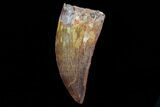 Bargain, Carcharodontosaurus Tooth - Real Dino Tooth #71183-1